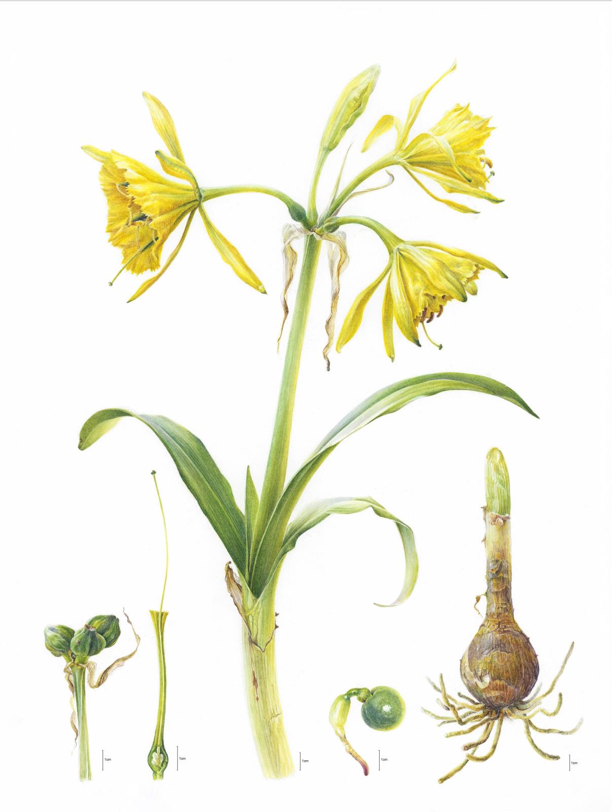 Ismene amancaes